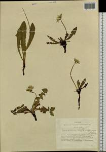 Taraxacum erythrospermum Andrz. ex Besser, Siberia, Altai & Sayany Mountains (S2) (Russia)