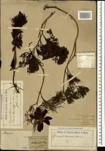 Paeonia tenuifolia L., Crimea (KRYM) (Russia)
