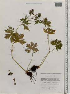 Geranium albiflorum Ledeb., Eastern Europe, Northern region (E1) (Russia)