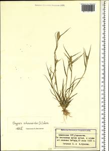 Sporobolus schoenoides (L.) P.M.Peterson, Caucasus, Armenia (K5) (Armenia)