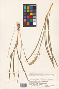 Ornithogalum fischerianum Krasch., Eastern Europe, Lower Volga region (E9) (Russia)