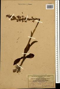 Orchis mascula (L.) L., Caucasus, Azerbaijan (K6) (Azerbaijan)