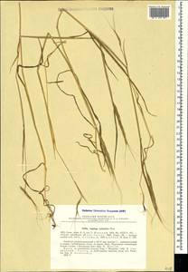 Aegilops cylindrica Host, Crimea (KRYM) (Russia)