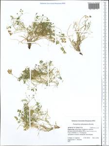 Fumariola turkestanica Korsh., Middle Asia, Pamir & Pamiro-Alai (M2) (Kyrgyzstan)