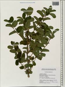 Lonicera tatarica L., Eastern Europe, Central forest-and-steppe region (E6) (Russia)
