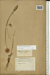 Allium cretaceum N.Friesen & Seregin, Eastern Europe, Lower Volga region (E9) (Russia)