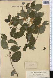 Cornus sanguinea L., Western Europe (EUR) (Austria)