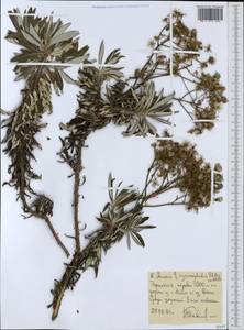 Senecio myriocephalus Sch. Bip., Africa (AFR) (Ethiopia)