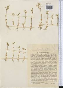 Cerastium semidecandrum L., Middle Asia, Syr-Darian deserts & Kyzylkum (M7) (Uzbekistan)