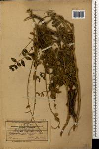 Onobrychis vaginalis C.A.Mey., Caucasus, Azerbaijan (K6) (Azerbaijan)