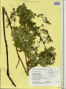 Thalictrum flavum L., Eastern Europe, Central region (E4) (Russia)