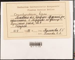 Oxyrrhynchium hians (Hedw.) Loeske, Bryophytes, Bryophytes - Moscow City & Moscow Oblast (B6a) (Russia)