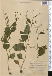 Myriactis wallichii Less., Middle Asia, Pamir & Pamiro-Alai (M2) (Uzbekistan)
