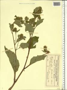 Arctium minus (Hill) Bernh., Eastern Europe, Volga-Kama region (E7) (Russia)