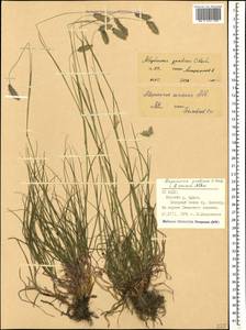 Alopecurus ponticus K.Koch, Caucasus, North Ossetia, Ingushetia & Chechnya (K1c) (Russia)