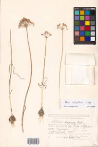 Allium tulipifolium Ledeb., Middle Asia, Caspian Ustyurt & Northern Aralia (M8) (Kazakhstan)