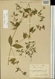 Silene baccifera (L.) Roth, Eastern Europe, Eastern region (E10) (Russia)