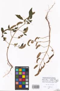 Elsholtzia ciliata (Thunb.) Hyl., Eastern Europe, Moscow region (E4a) (Russia)
