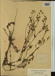 Crepis setosa Hallier fil., Western Europe (EUR) (Austria)