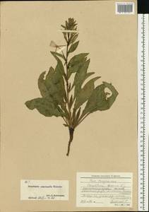 Oenothera × rubricaulis Kleb., Eastern Europe, North-Western region (E2) (Russia)