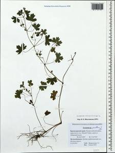 Geranium rotundifolium L., Caucasus, Krasnodar Krai & Adygea (K1a) (Russia)