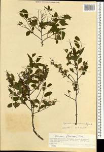 Spiraea chamaedryfolia var. pilosa (Nakai) H. Hara, Mongolia (MONG) (Mongolia)