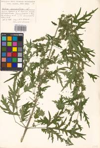 Urtica cannabina L., Eastern Europe, Moscow region (E4a) (Russia)