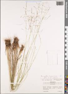 Puccinellia tenuissima (Litv. ex V.I.Krecz.) Pavlov, Eastern Europe, Middle Volga region (E8) (Russia)