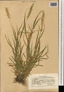 Setaria verticillata (L.) P.Beauv., South Asia, South Asia (Asia outside ex-Soviet states and Mongolia) (ASIA) (Afghanistan)