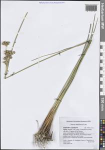 Juncus maritimus Lam., Western Europe (EUR) (Spain)