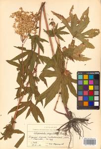 Filipendula angustiloba (Turcz. ex Fisch. & C. A. Mey.) Maxim., Siberia, Russian Far East (S6) (Russia)