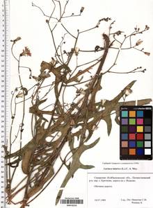 Lactuca tatarica (L.) C. A. Mey., Eastern Europe, Middle Volga region (E8) (Russia)