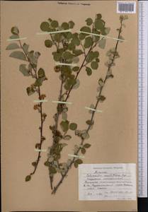 Cotoneaster multiflorus Bunge, Middle Asia, Northern & Central Tian Shan (M4) (Kyrgyzstan)