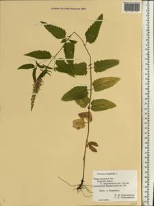 Veronica longifolia L., Eastern Europe, Volga-Kama region (E7) (Russia)