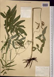 Sium sisarum L., Siberia, Western Siberia (S1) (Russia)