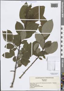 Salix caprea L., Eastern Europe, Middle Volga region (E8) (Russia)