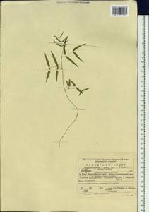 Lathyrus, Eastern Europe, Eastern region (E10) (Russia)