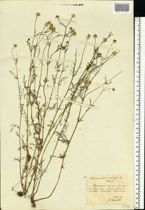 Matricaria chamomilla L., Eastern Europe, Central forest region (E5) (Russia)