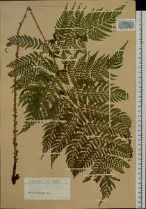 Dryopteris dilatata subsp. dilatata, Siberia, Western Siberia (S1) (Russia)