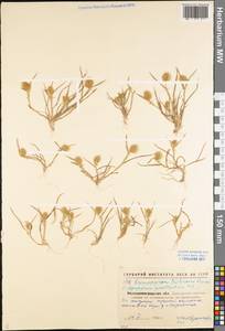 Eremopyrum triticeum (Gaertn.) Nevski, Eastern Europe, North Ukrainian region (E11) (Ukraine)