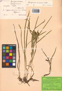 Sparganium hyperboreum Laest. ex Beurl., Siberia, Russian Far East (S6) (Russia)