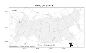 Pinus densiflora Siebold & Zucc., Atlas of the Russian Flora (FLORUS) (Russia)