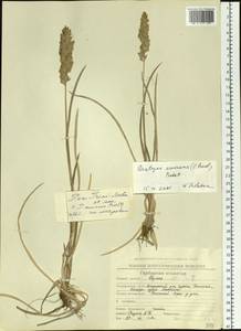 Arctopoa eminens (J.Presl) Prob., Siberia, Chukotka & Kamchatka (S7) (Russia)