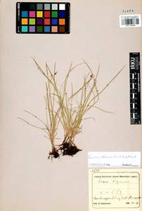 Carex obtusata Lilj., Siberia, Altai & Sayany Mountains (S2) (Russia)