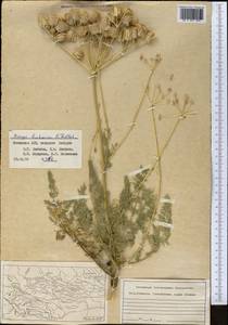 Prangos bucharica B.Fedtsch., Middle Asia, Pamir & Pamiro-Alai (M2) (Uzbekistan)
