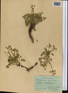 Aulacospermum roseum Korovin, Middle Asia, Pamir & Pamiro-Alai (M2) (Kyrgyzstan)