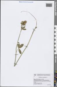 Trifolium montanum L., Eastern Europe, Eastern region (E10) (Russia)