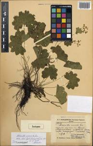 Alchemilla commixta Juz., Siberia, Altai & Sayany Mountains (S2) (Russia)