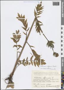 Valeriana wolgensis Kazak., Eastern Europe, Lower Volga region (E9) (Russia)