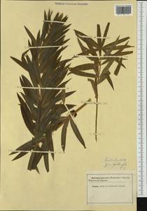 Polygonatum verticillatum (L.) All., Western Europe (EUR) (Not classified)